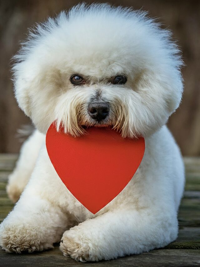 5 Best Ways to Celebrate Valentine’s Day With Your Bichon